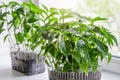 Young eco seedlings of tomato and pepper vegetables in a plastic container in the ground Royalty Free Stock Photo
