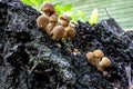 Young edible Armillaria mushrooms grow on an old stump, macro