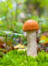 The young Edible Forest Mushroom boletus (Leccinum aurantiacum) Among Green moss and dry leaves in the autumn forest