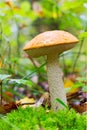 A young Edible Forest Mushroom orange-cap Boletus (Leccinum aurantiacum) Among Green Moss