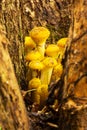 Young Edible Forest Mushrooms Mushrooms Growing In The Roots Of A Tree In Autumn Forest