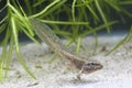 A young edible frog, Pelophylax kl. esculentus, with a tail in a pond Royalty Free Stock Photo