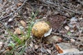 A young edible mushroom - Obabok blackening - Leccinellum lepidum makes their way through a layer of grass and needles in a