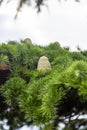 Young egg-shaped cones on the branches of the Italian pine in San Marino Royalty Free Stock Photo