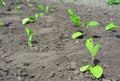 Young eggplant aubergine or brinjal transplanted from pots into the soil. Eggplants seedlings growing in the vegetable garden is