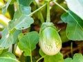 Young eggplant growing on the eggplant tree Royalty Free Stock Photo