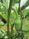 Young eggplant nipple on the tree in a traditional organic garden Royalty Free Stock Photo