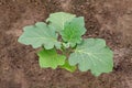 A young eggplant seedling grows in a farmer`s garden. Organic vegetable growing. Close up Royalty Free Stock Photo