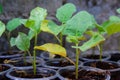 Young eggplant tree Royalty Free Stock Photo