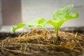 Young eggplant tree