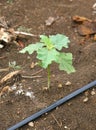 Young eggplant tree growing in the farm Royalty Free Stock Photo