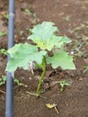 Young eggplant tree growing in the farm Royalty Free Stock Photo