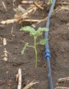 Young eggplant tree growing in the farm Royalty Free Stock Photo