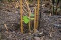A Young eggplant tree growing in the garden Royalty Free Stock Photo