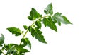 Young eggplant tree isolated on white background