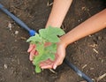 Young eggplant tree Royalty Free Stock Photo