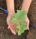 Young eggplant tree Royalty Free Stock Photo
