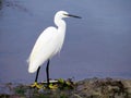 A young egret beside a South Dublin stream