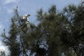 Young Egrets (Ardea alba) and Egret Chicks perched on a tree Royalty Free Stock Photo