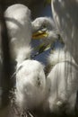 Young egrets in a nest at a rookery in Florida. Royalty Free Stock Photo