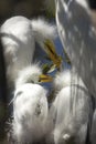 Young egrets in a nest at a rookery in Florida. Royalty Free Stock Photo