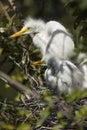 Young egrets in a nest at a rookery in Florida. Royalty Free Stock Photo