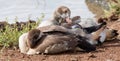 Young Egyptian geese preening Royalty Free Stock Photo
