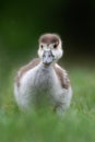 Young egyptian goose gosling out for a stroll in the park Royalty Free Stock Photo