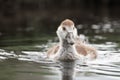 Young egyptian goose gosling out for a swim in Bushy Park, London Royalty Free Stock Photo
