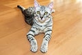 Young egyptian mau Royalty Free Stock Photo