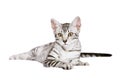 Young Egyptian Mau male Royalty Free Stock Photo