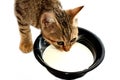 Young Egyptian stray street cat with a plastic bowl of milk in front of it, a small semi owned striped kitty drinking milk