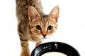 Young Egyptian stray street cat with a plastic bowl of milk in front of it, a small semi owned striped kitty staring and gazing Royalty Free Stock Photo