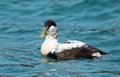 Young eider male