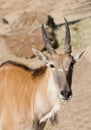 Young Eland Royalty Free Stock Photo