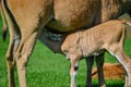 Young Eland Antelope animal Taurotragus Oryx suckling feeding fr Royalty Free Stock Photo