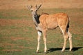 Young eland antelope calf Royalty Free Stock Photo