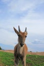 Young eland antelope Namibia Royalty Free Stock Photo