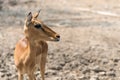 Young eld`s deer Royalty Free Stock Photo