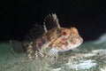 Young elegant sculpin under water in sea of japan