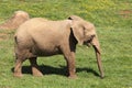 Young elephamt