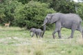 A young elephant