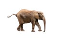 Young elephant Royalty Free Stock Photo