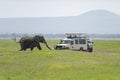 Young Elephant approaching tourist Vehical at Amboseli National Park, Kenya