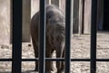 Young Elephant Behind Bars At Amsterdam The Netherlands 28-3-2022 Royalty Free Stock Photo