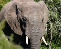 Joven un elefante toro 