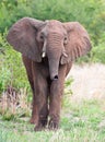 Young Elephant bull Royalty Free Stock Photo