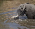 Young Elephant bull, Loxodonta Africana, spashing water in river