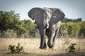 Elephant running towards camera in afternoon light in Savuti in Botswana