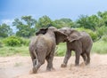 Young elephant bulls fighting in a river bed